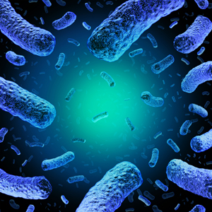 Listeria bacteria